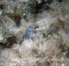 A 2 mm fluorapatite crystal with bladed bertrandite