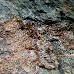 Metahewettite, kolovratite(?)