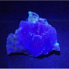 LW UV light