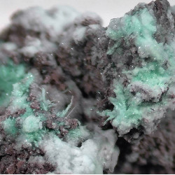 Piypite