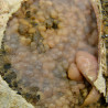 Rhodochrosite