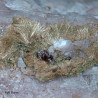 Zorite, lomonosovite