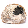 Vivianite