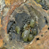 Anapaite