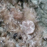 Zorite, raite