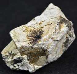 Umbozerite